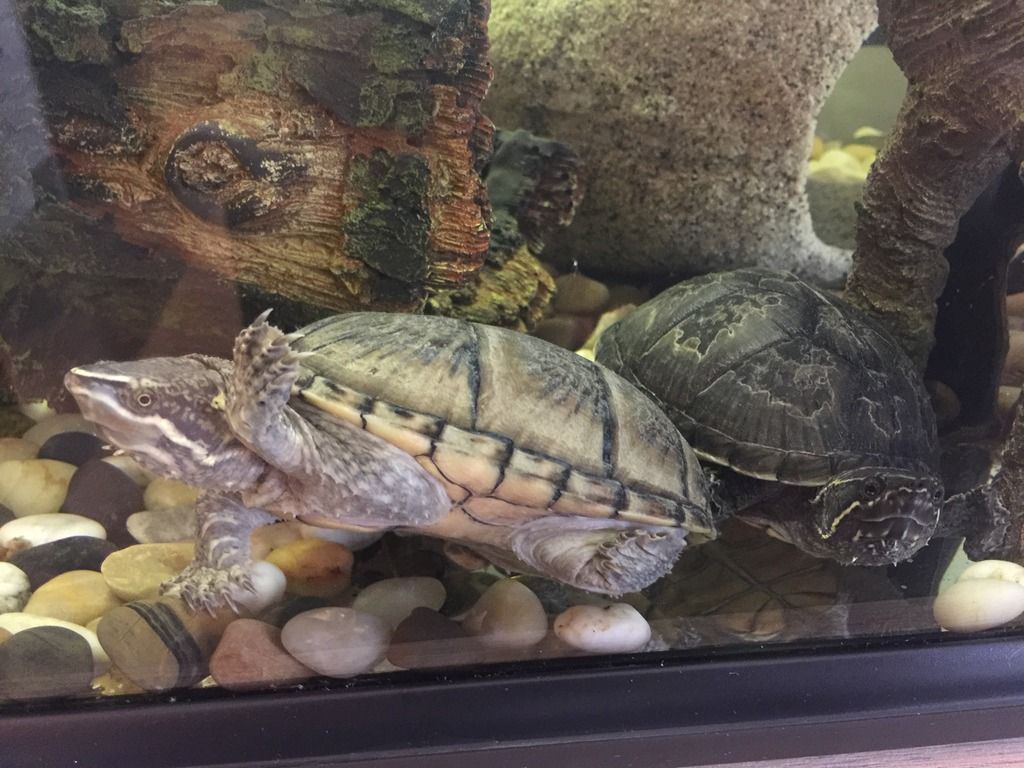 Worms in the tank and odd behaving turtles EMERGENCY CARE Turtle Forum