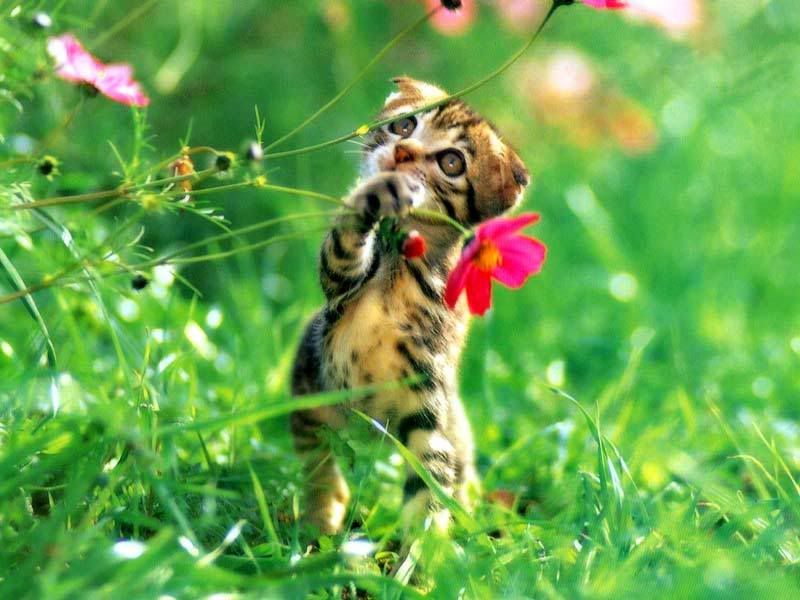 anak kucing memetik bunga