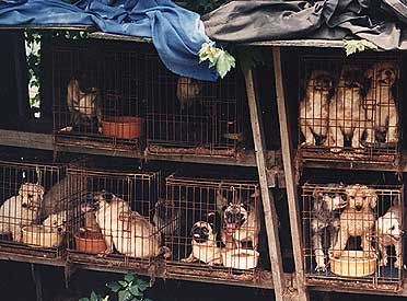 Puppy Mills Pictures, Images and Photos