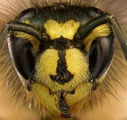 Brit Wasp