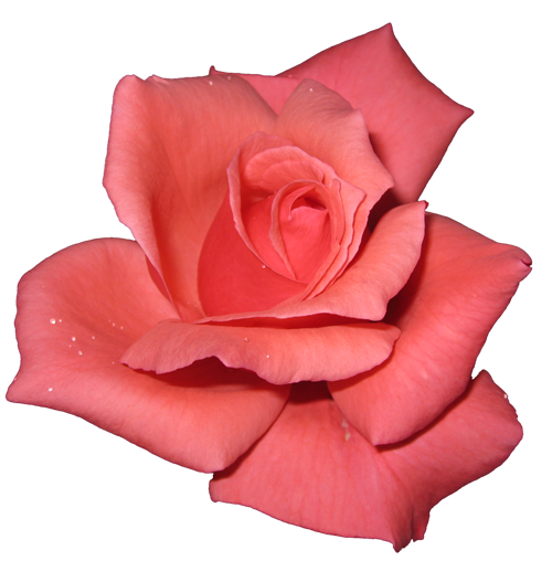 pink rose. pink-rose-transparent-isolated