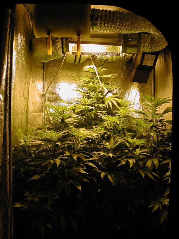 mrnice_90gg_vege_growroom-1.jpg