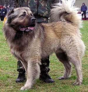 ozornikizgradavelikogo.jpg