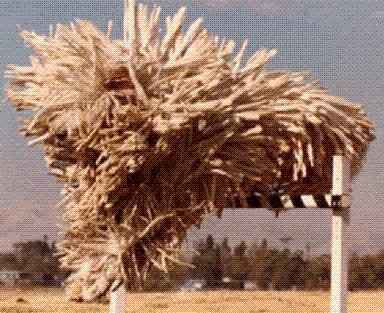 komondor_dog_2.jpg