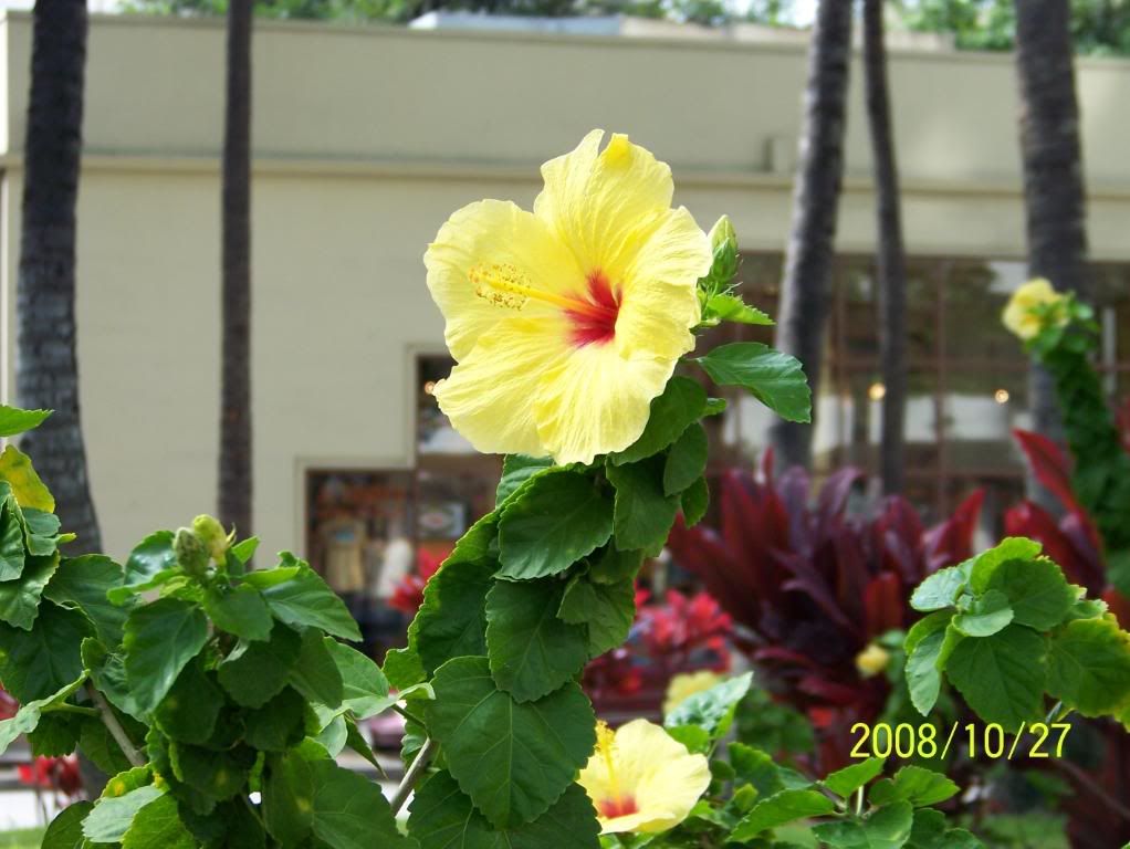 http://i377.photobucket.com/albums/oo214/davidatcanada/Hawaii/Honolulu/046-.jpg