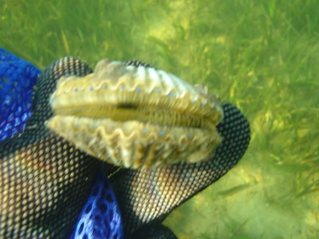 scalloping7-5-09012.jpg