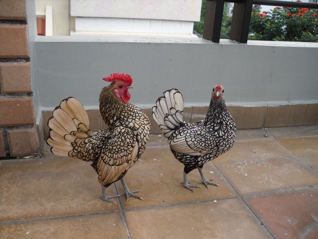 Bán Gà Vảy Cá Anh Quốc ( Sebright ) - 6