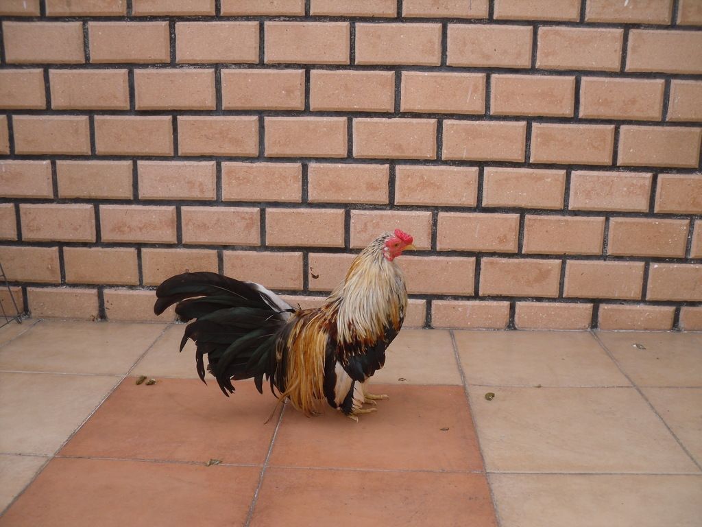 Gà Tân Châu Đẹp Giá Tốt Nhé !!! - 7