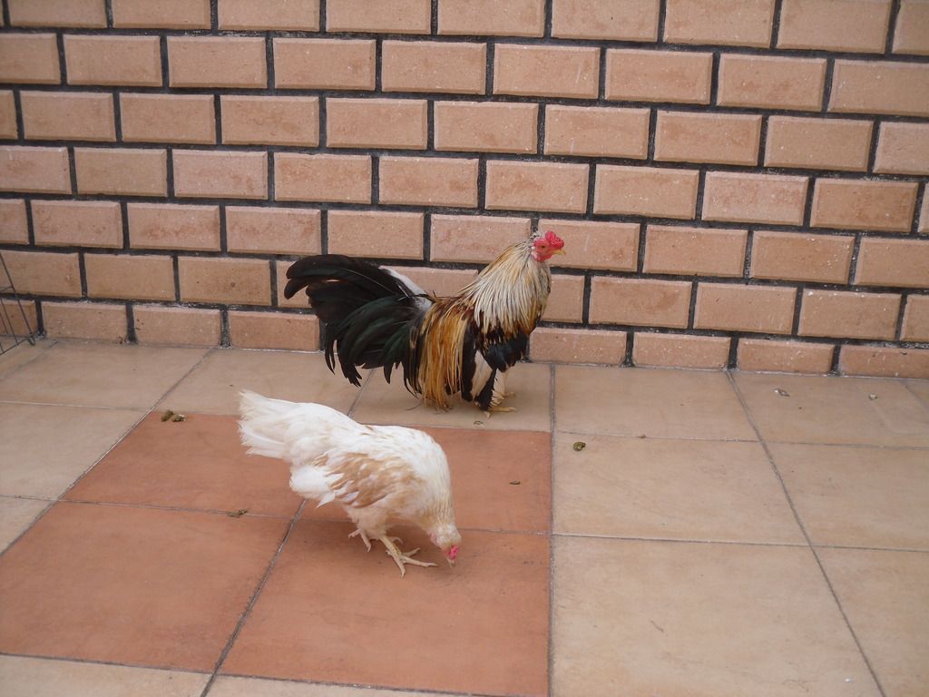 Gà Tân Châu Đẹp Giá Tốt Nhé !!! - 6