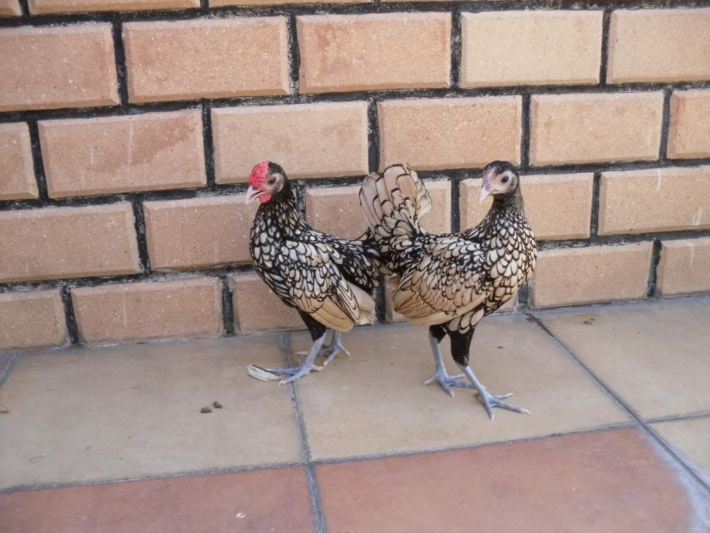 Bán Gà Vảy Cá Anh Quốc ( Sebright ) - 16