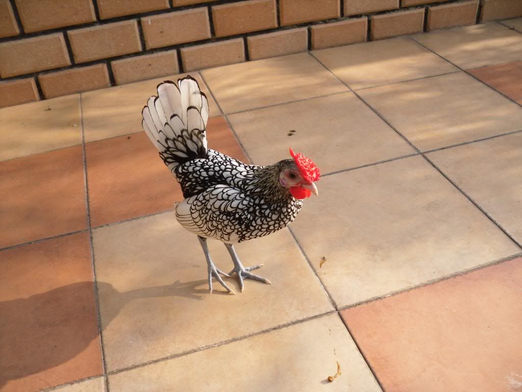 Bán Gà Vảy Cá Anh Quốc ( Sebright ) - 10