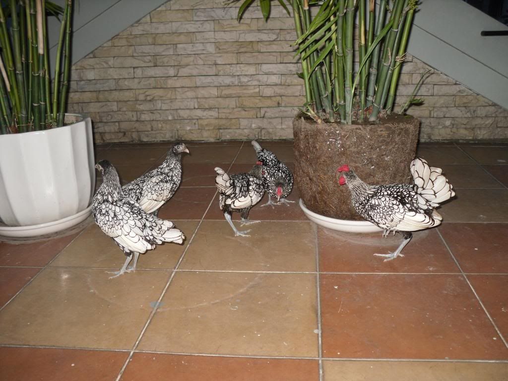 Bán Gà Vảy Cá Anh Quốc ( Sebright ) - 12