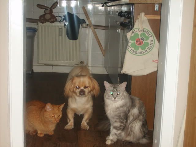 Hunde-Katzen-Familie467.jpg