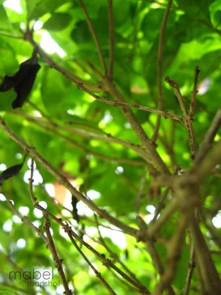 branch