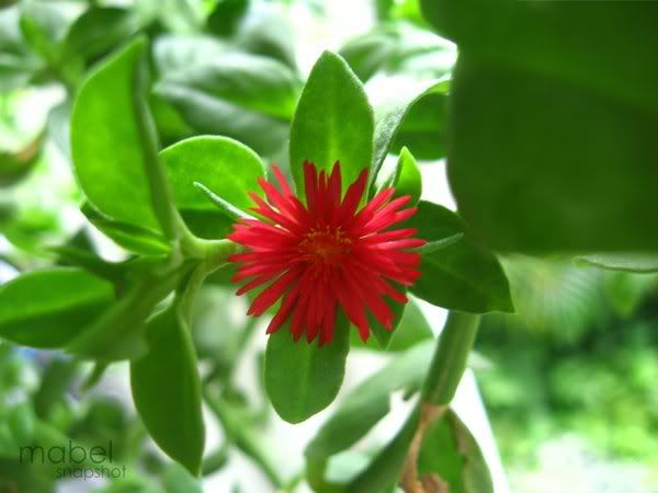 red flower
