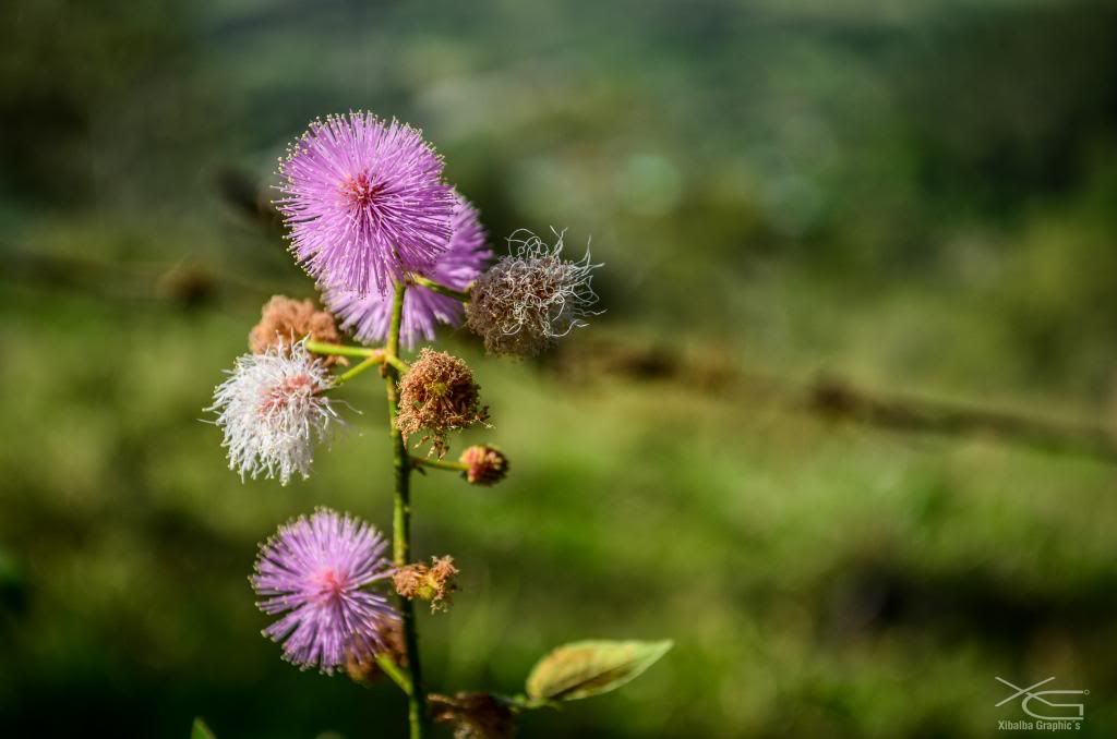 naturaleza naturaleza