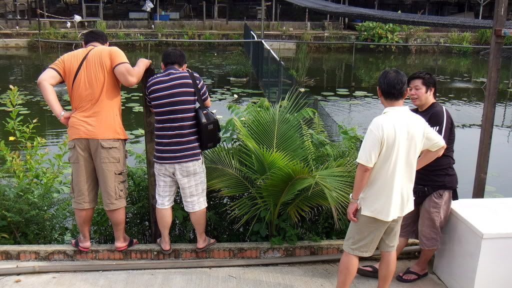 [AFT Event] Group Visit to Singapore Dragonfish Farm Fish Medicine and AROWANA Fish Food ASIAN AROWANA,AROWANA,STINGRAY The10sheet