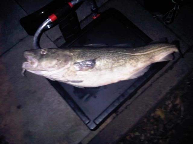 11lber.jpg