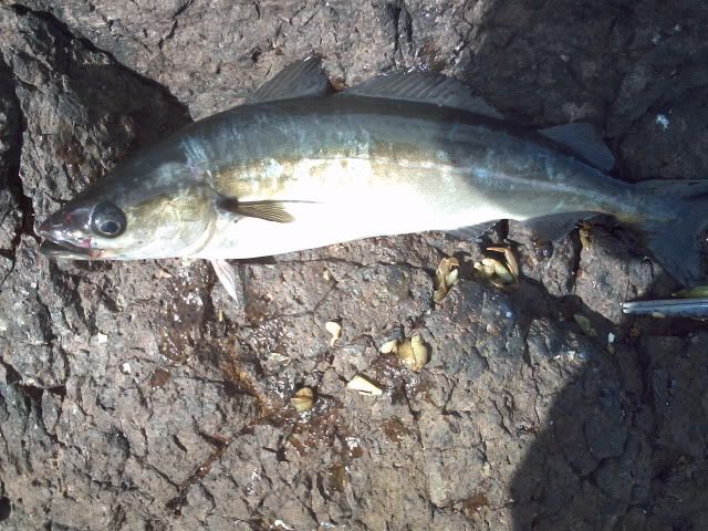IMAG0011-1.jpg