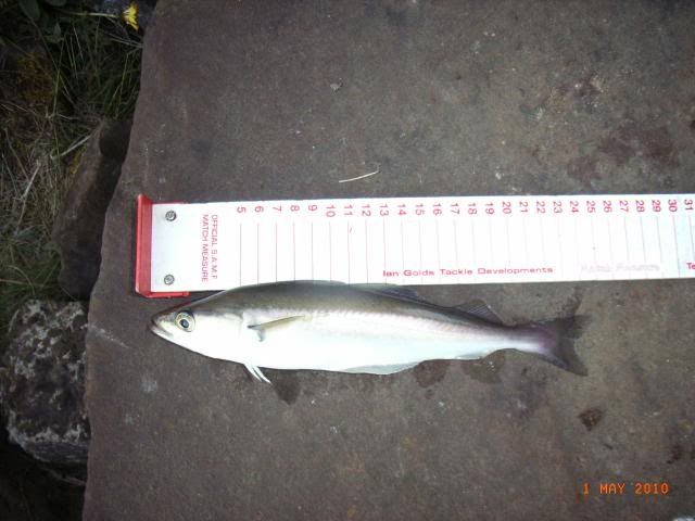 RIMG0197.jpg