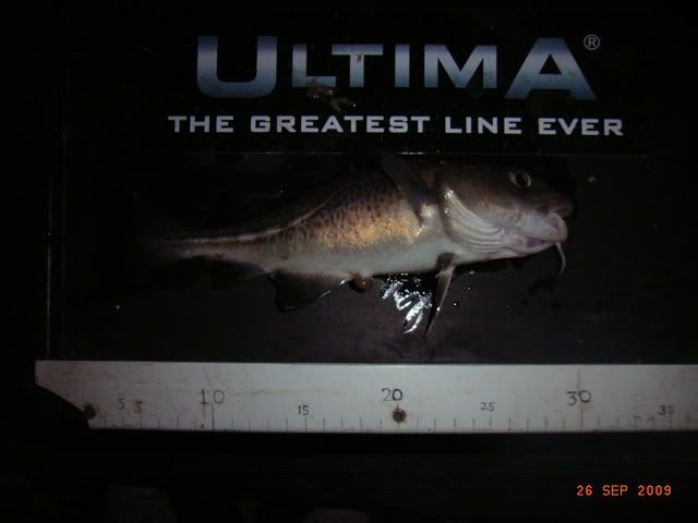 undersize1codling.jpg